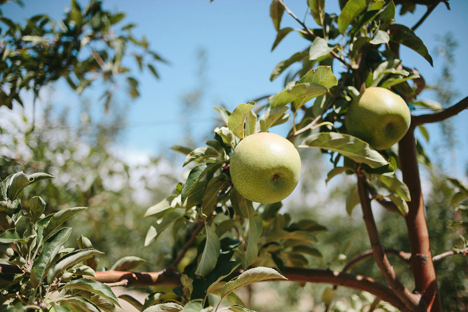 Cape Town Documentary Wedding photographer at Rockhaven Farm Elgin9